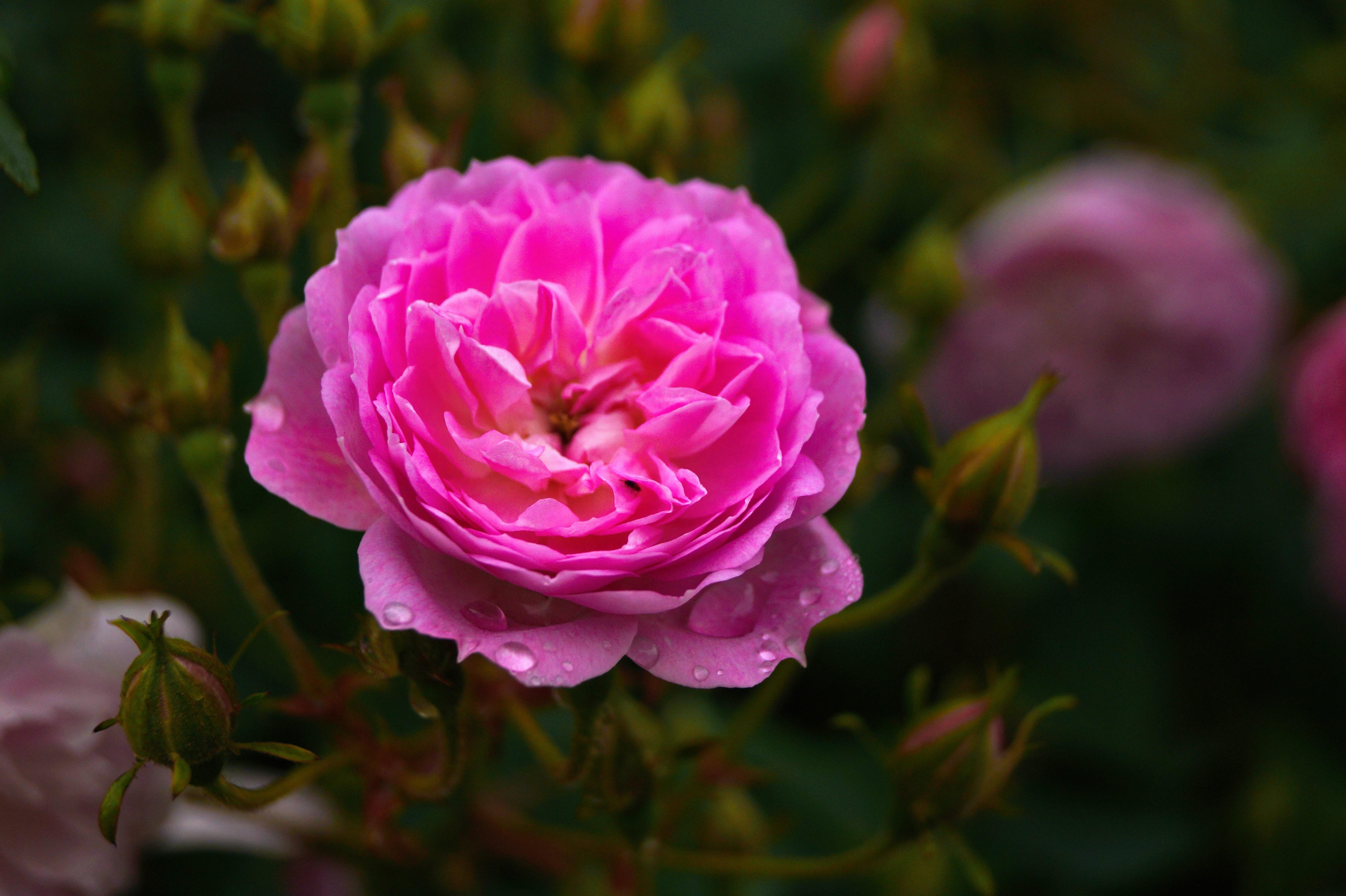 carta da parati bunga mawar rosa,fiore,pianta fiorita,petalo,rosa,pianta