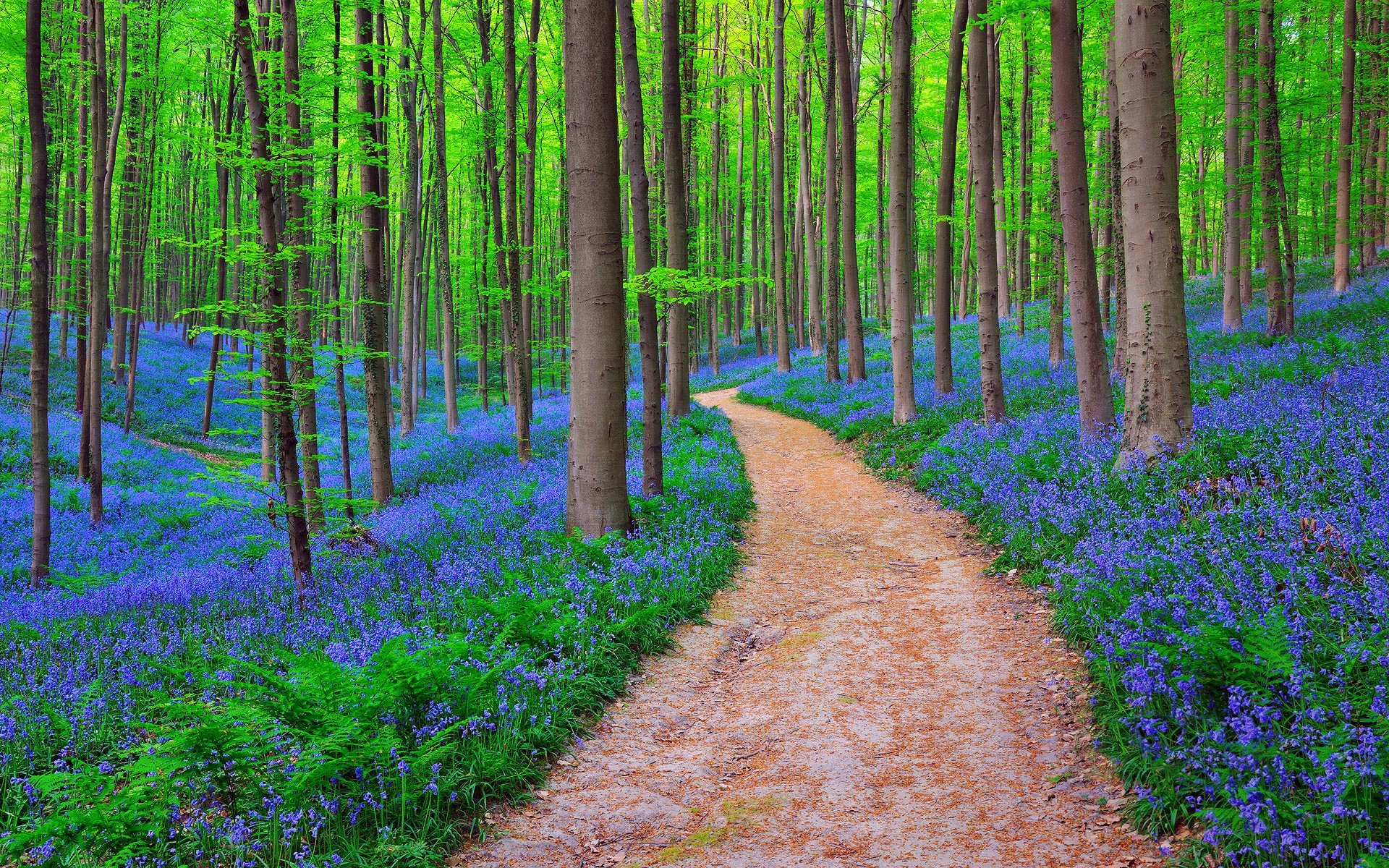 fondo de pantalla tercantik,árbol,bosque,paisaje natural,bosque,naturaleza