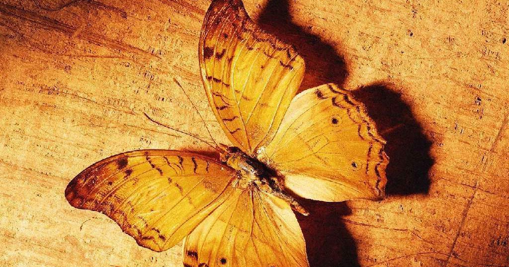 carta da parati tercantik,falene e farfalle,la farfalla,insetto,invertebrato,farfalla dai piedi a pennello