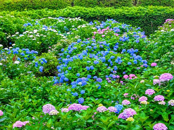 wallpaper tercantik,flower,flowering plant,plant,blue,hydrangeaceae