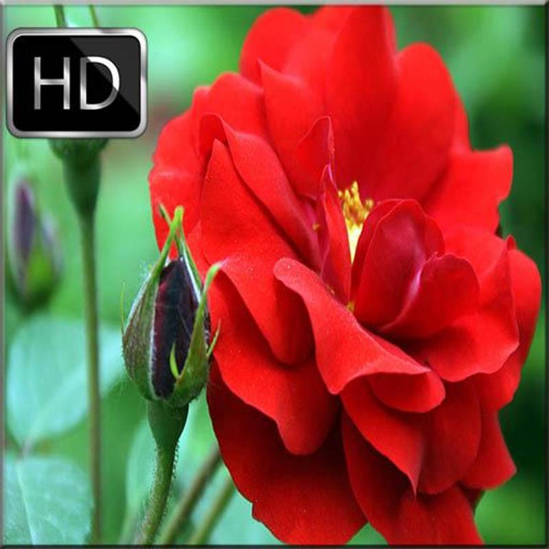 fondo de pantalla mawar,flor,pétalo,planta floreciendo,rojo,planta