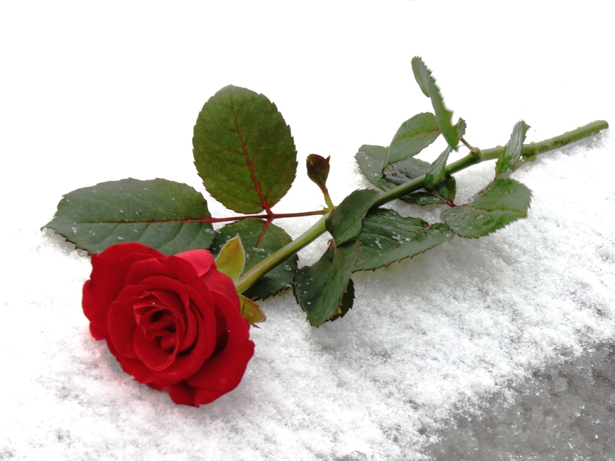 tapete bunga segar,blume,gartenrosen,rose,pflanze,rot