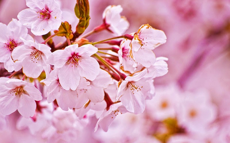 bunga sakura tapete,blume,blühen,pflanze,blütenblatt,kirschblüte