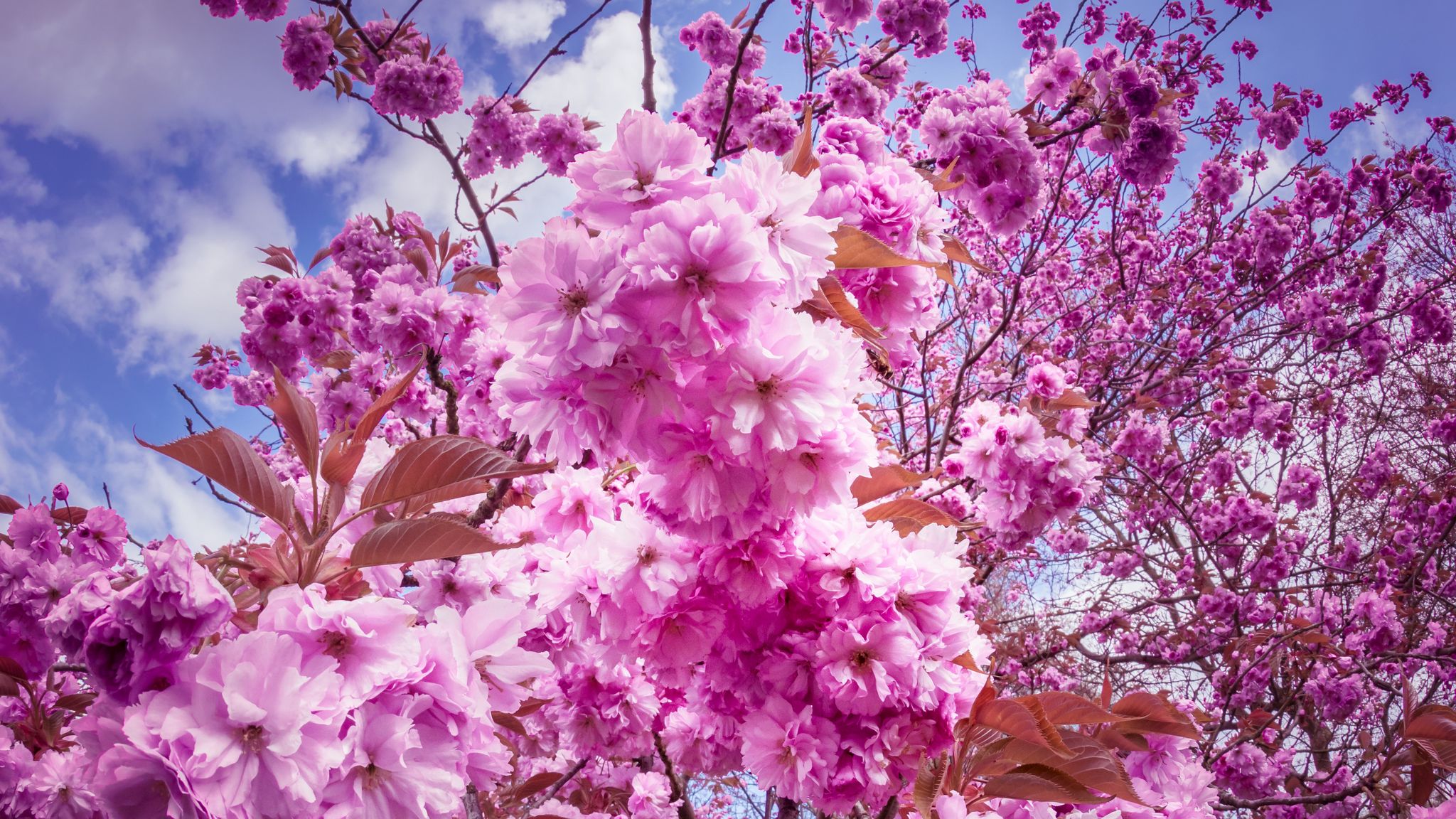 carta da parati bunga sakura,fiore,rosa,lilla,pianta,primavera