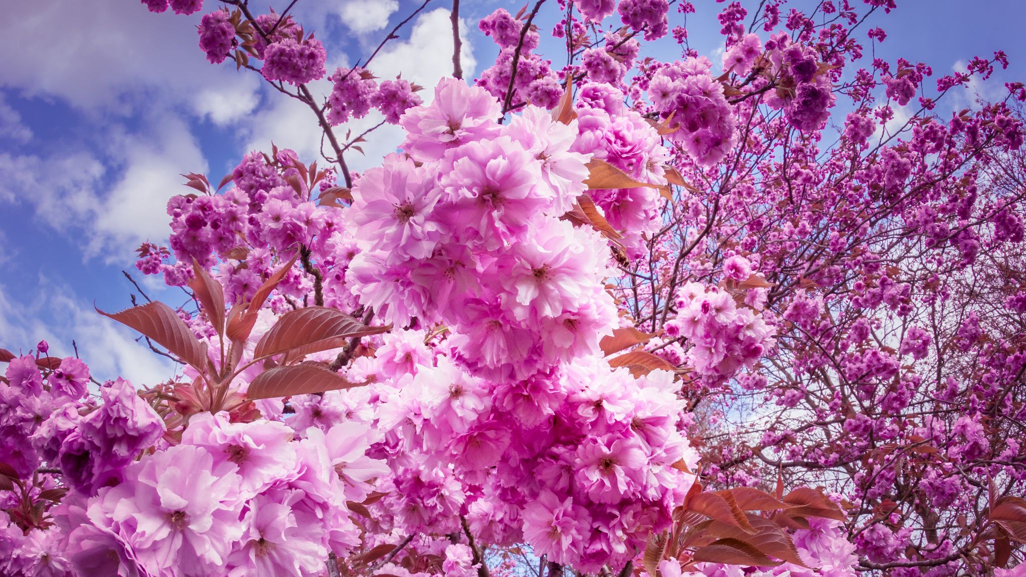 fond d'écran bunga sakura,fleur,rose,lilas,plante,printemps