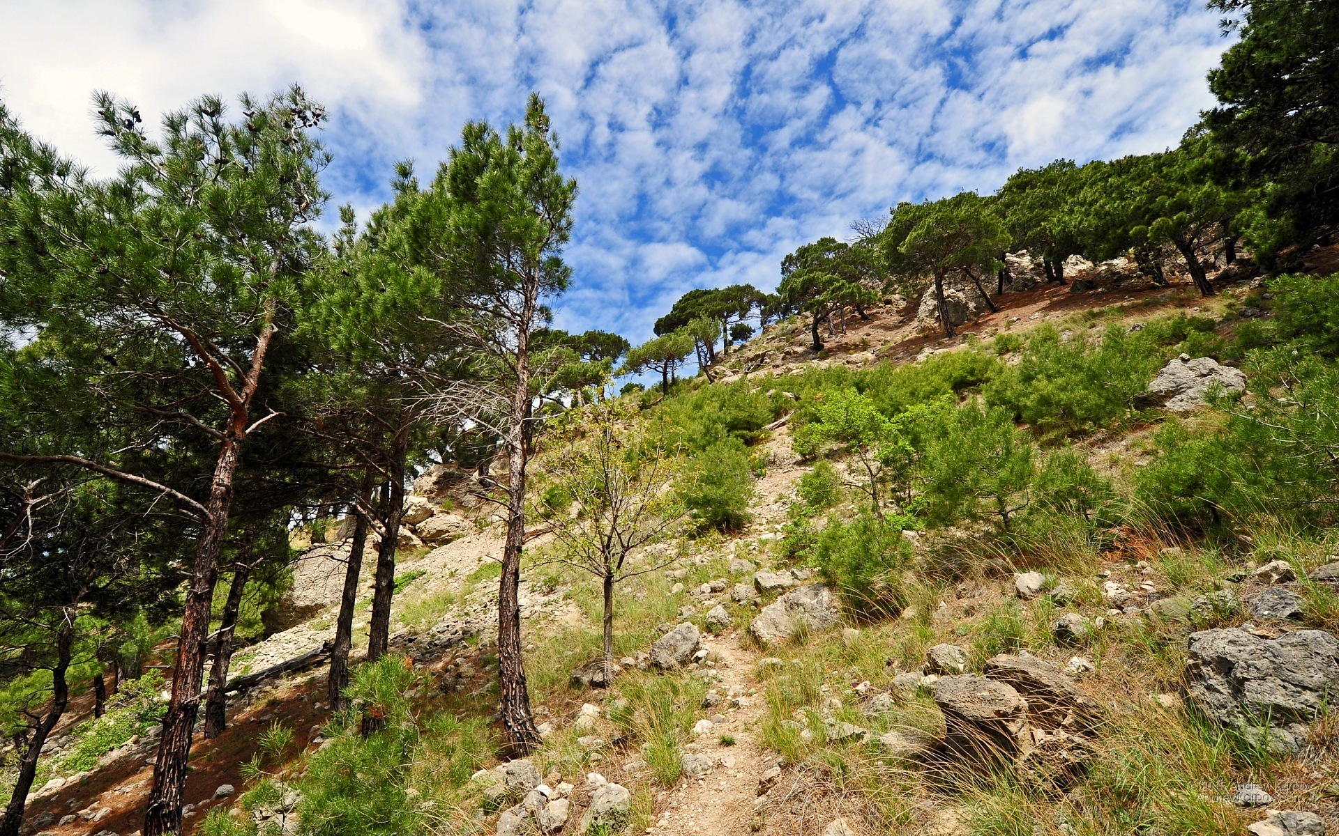 foto fondo de pantalla de untuk,naturaleza,árbol,paisaje natural,matorral