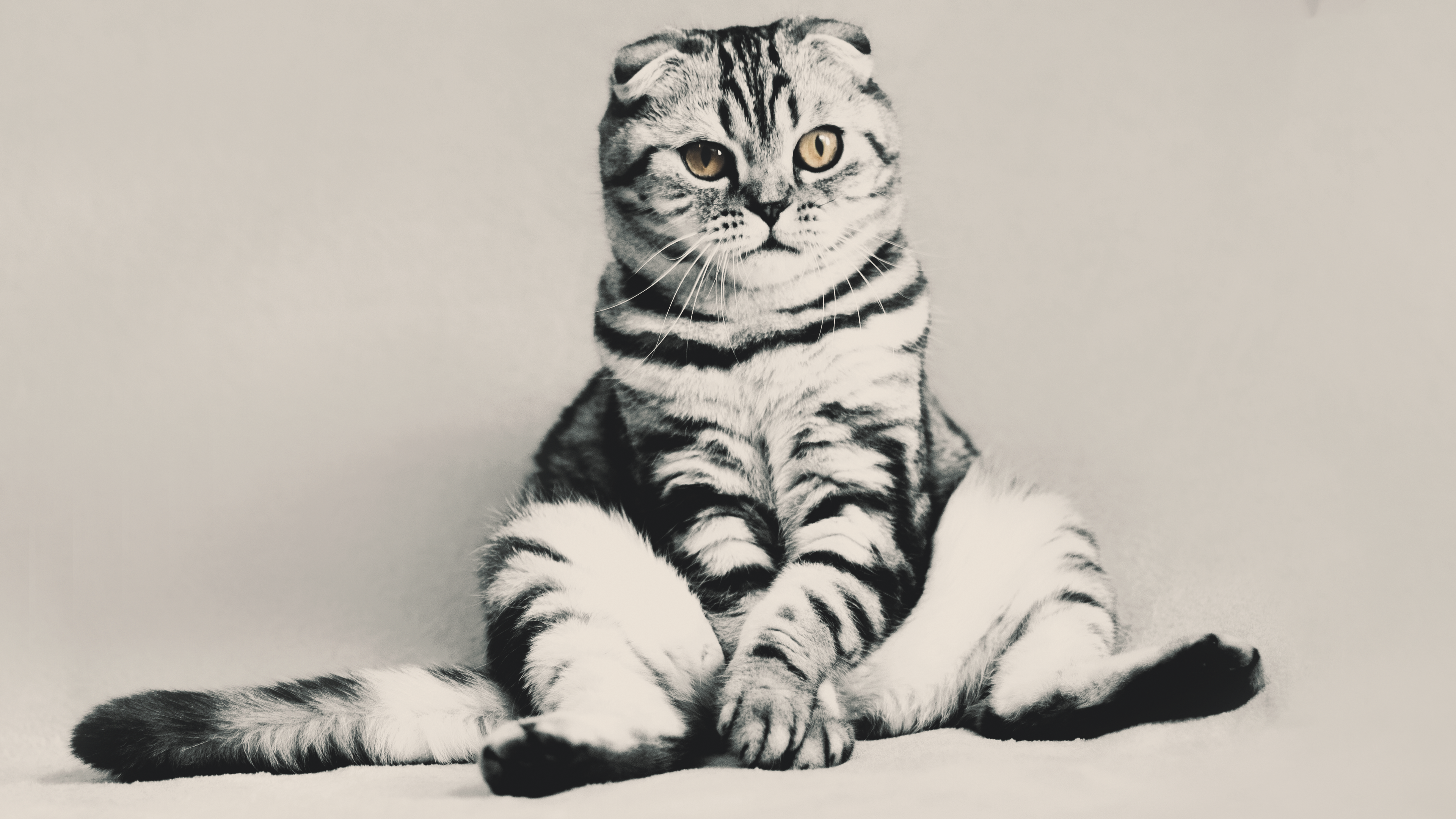 funny wallpaper pics,cat,felidae,small to medium sized cats,whiskers,tabby cat