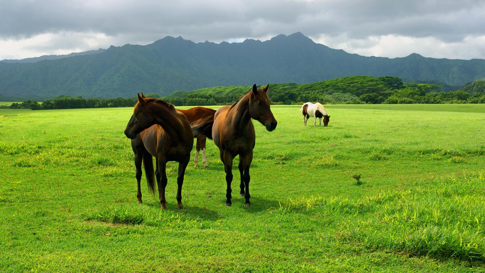 download wallpaper 1920x1080,grassland,pasture,horse,natural landscape,natural environment