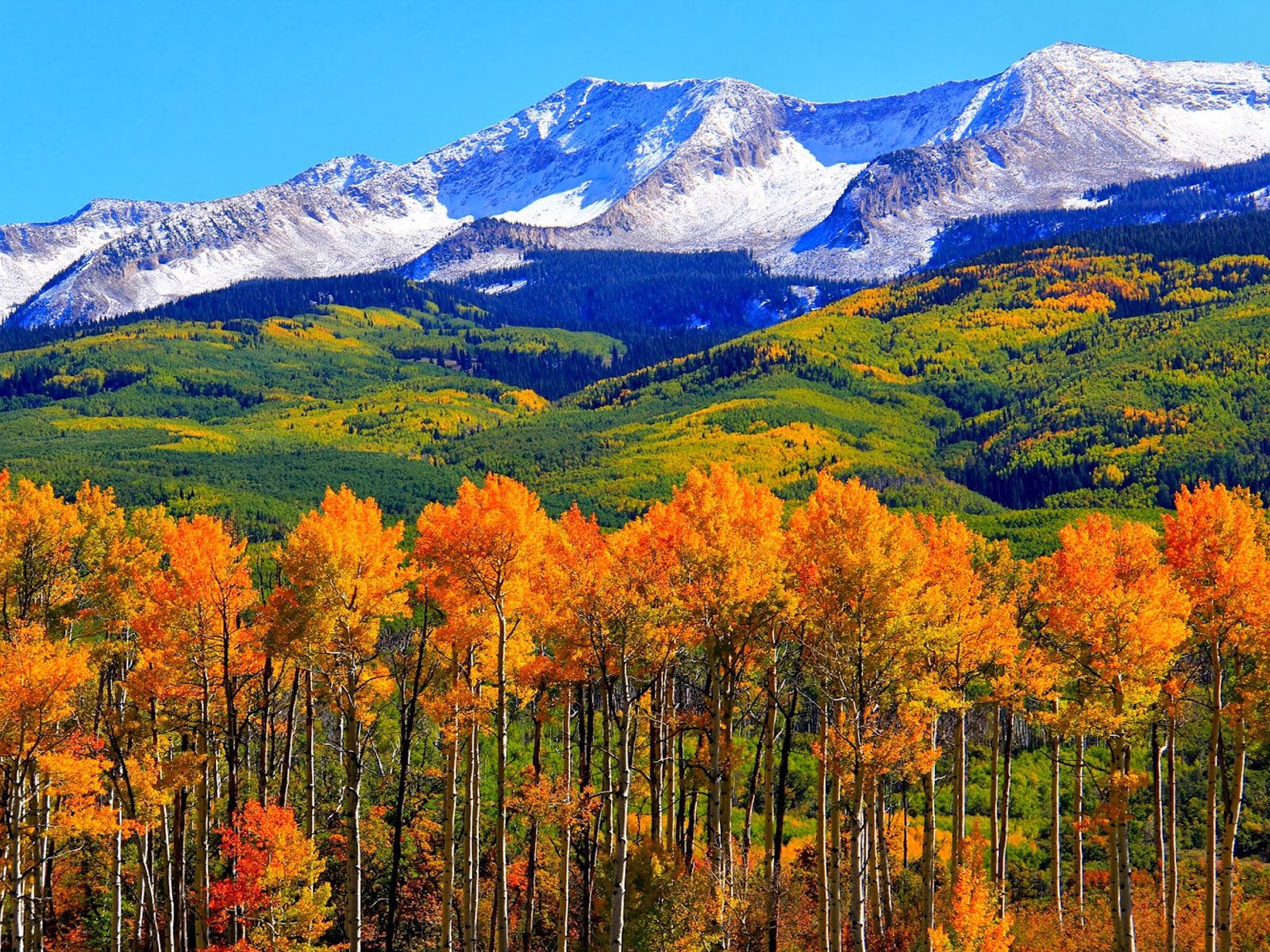 colorado mountains wallpaper,natural landscape,larix lyalliisubalpine larch,nature,wilderness,mountainous landforms