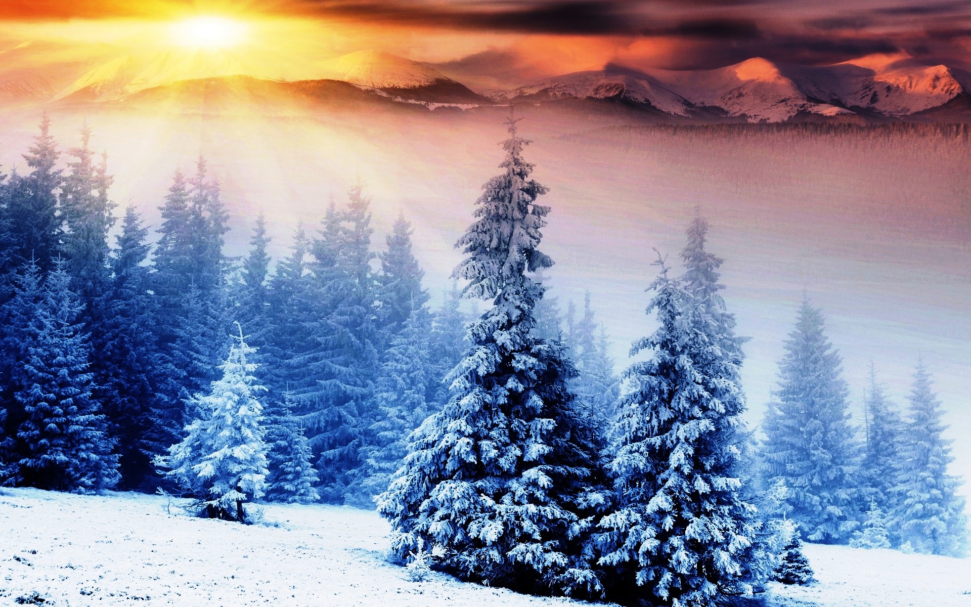 美しい冬の壁紙,ショートリーフブラックスプルース,冬,雪,木,自然