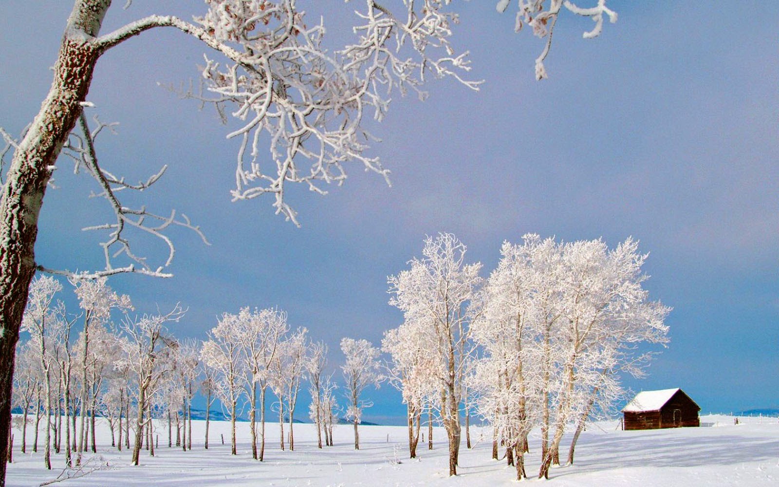 아름다운 겨울 배경 화면,겨울,눈,서리,나무,자연 경관