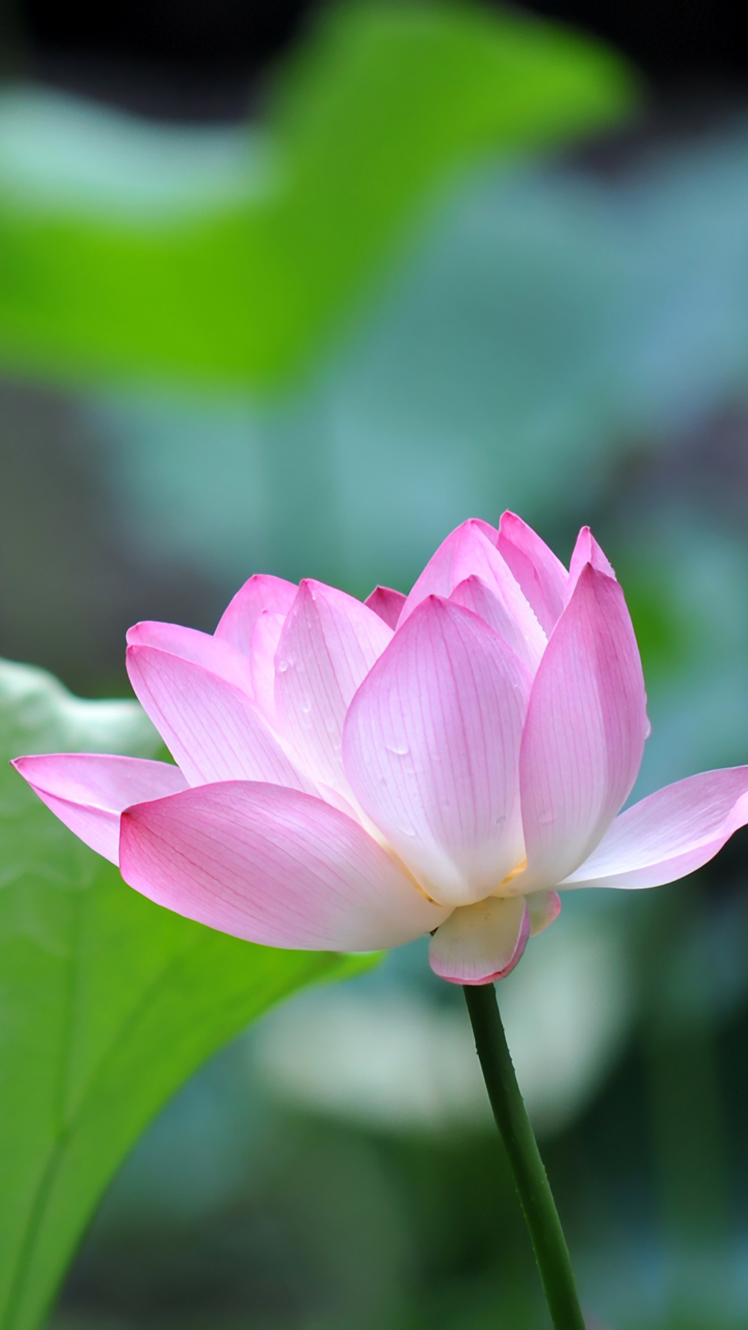htc wallpaper free download,lotus,sacred lotus,flowering plant,petal,aquatic plant