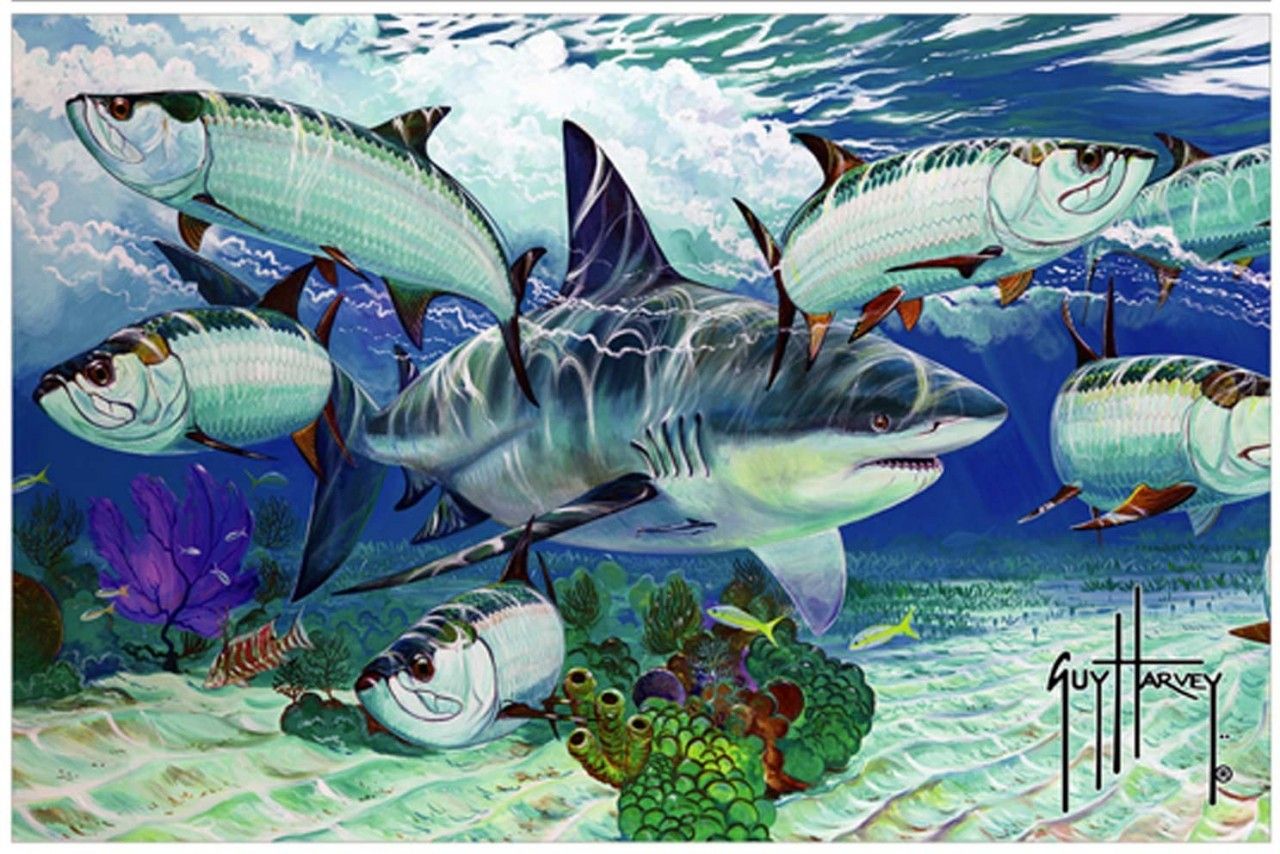 guy harvey wallpaper,fish,fish,marine biology,illustration,fin