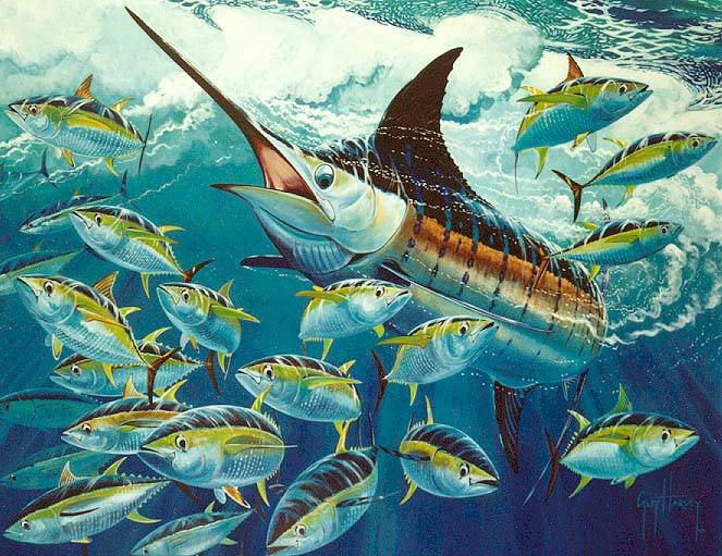 guy harvey wallpaper,fish,atlantic blue marlin,fish,marine biology,fin