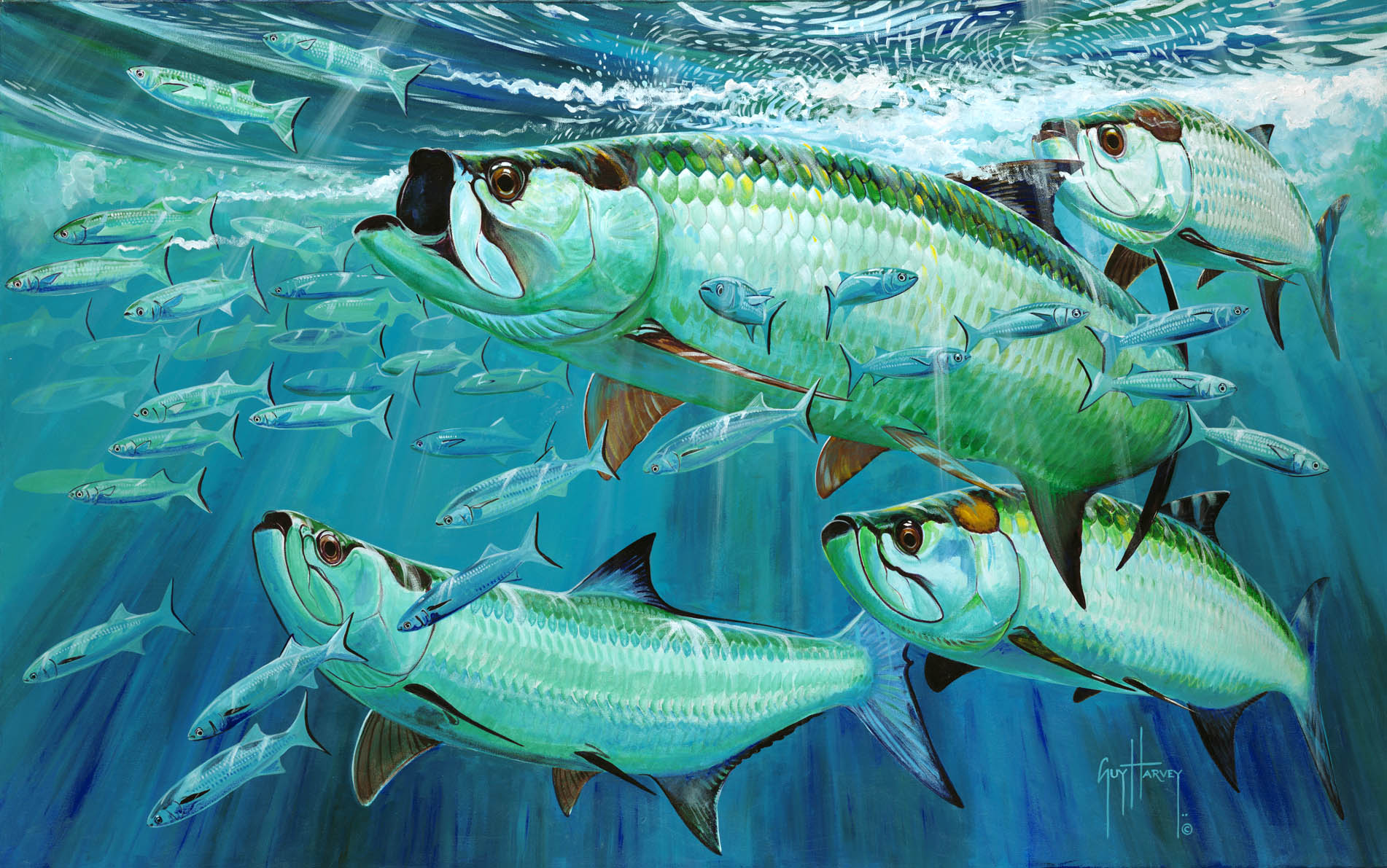 guy harvey tapete,fisch,fisch,wasser,meeresbiologie,knochiger fisch