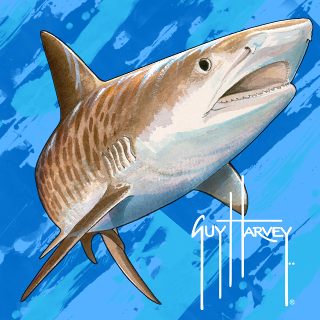 男ハーベイ壁紙 魚 鮫 イタチザメ ホホジロザメ 魚 Wallpaperuse 男ハーベイ壁紙 魚 鮫 イタチザメ ホホジロザメ 魚 Wallpaperuse