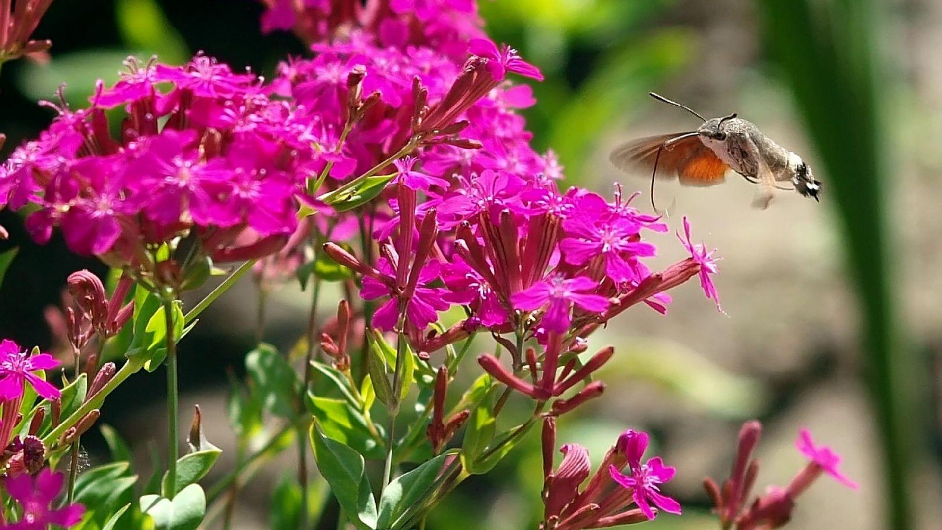 모바일 용 무료 다운로드 애니메이션 월페이퍼,곤충,꽃,식물,분홍,나비