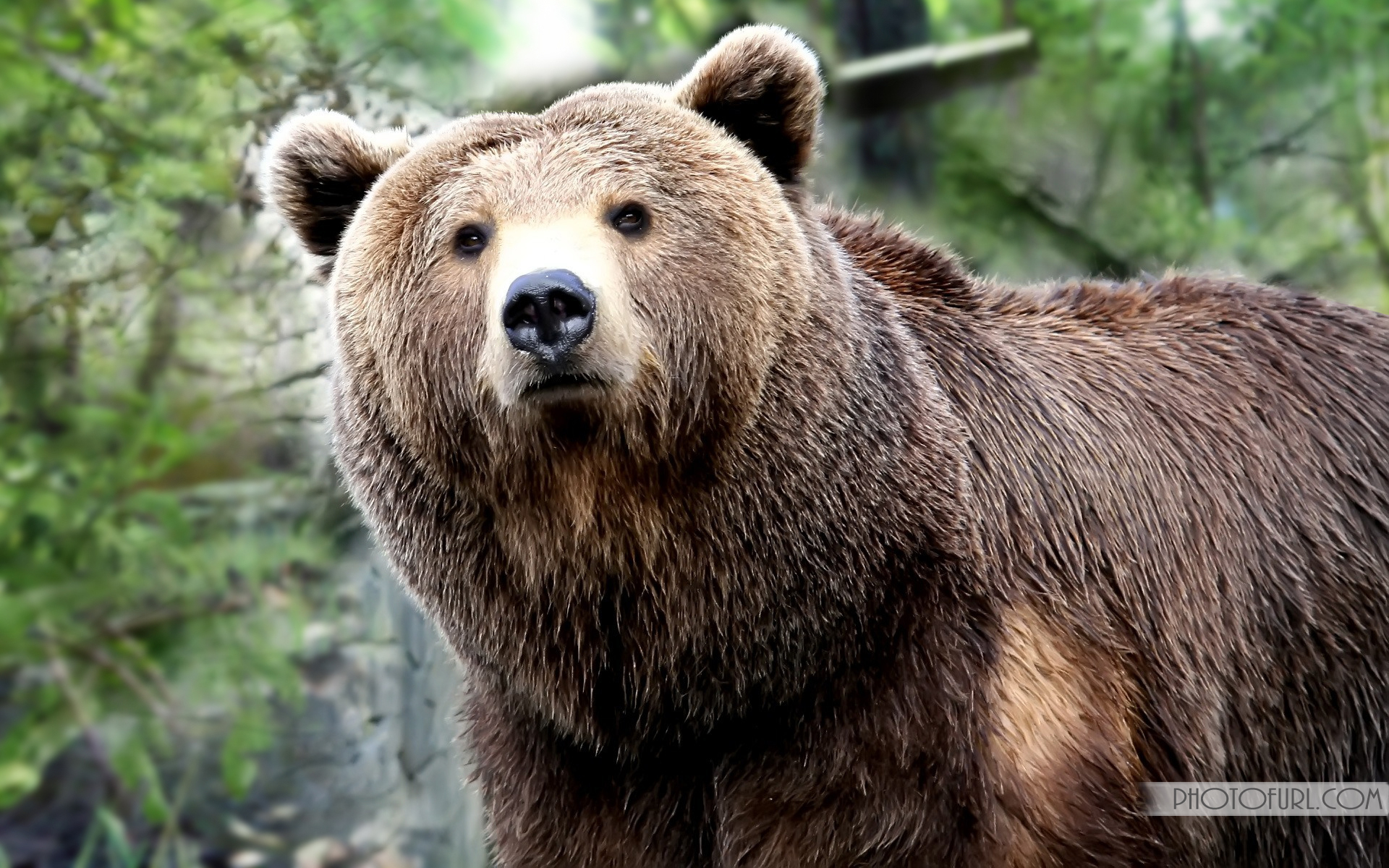 free animal wallpaper download,brown bear,mammal,terrestrial animal,vertebrate,grizzly bear