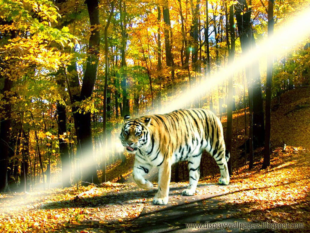 free animal wallpaper download,tiger,wildlife,bengal tiger,siberian tiger,nature