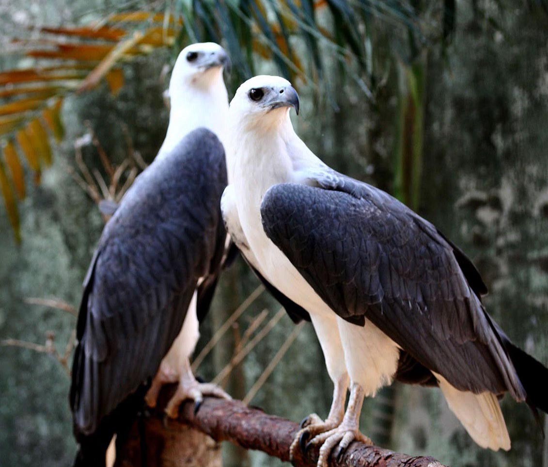 téléchargement gratuit de fond d'écran animal,oiseau,oiseau de proie,accipitriformes,cerf volant,faune