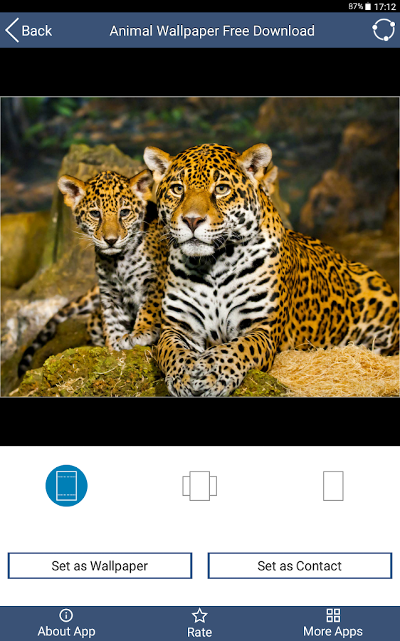 download gratuito di sfondi animali,natura,giaguaro,felidae,animale terrestre,leopardo