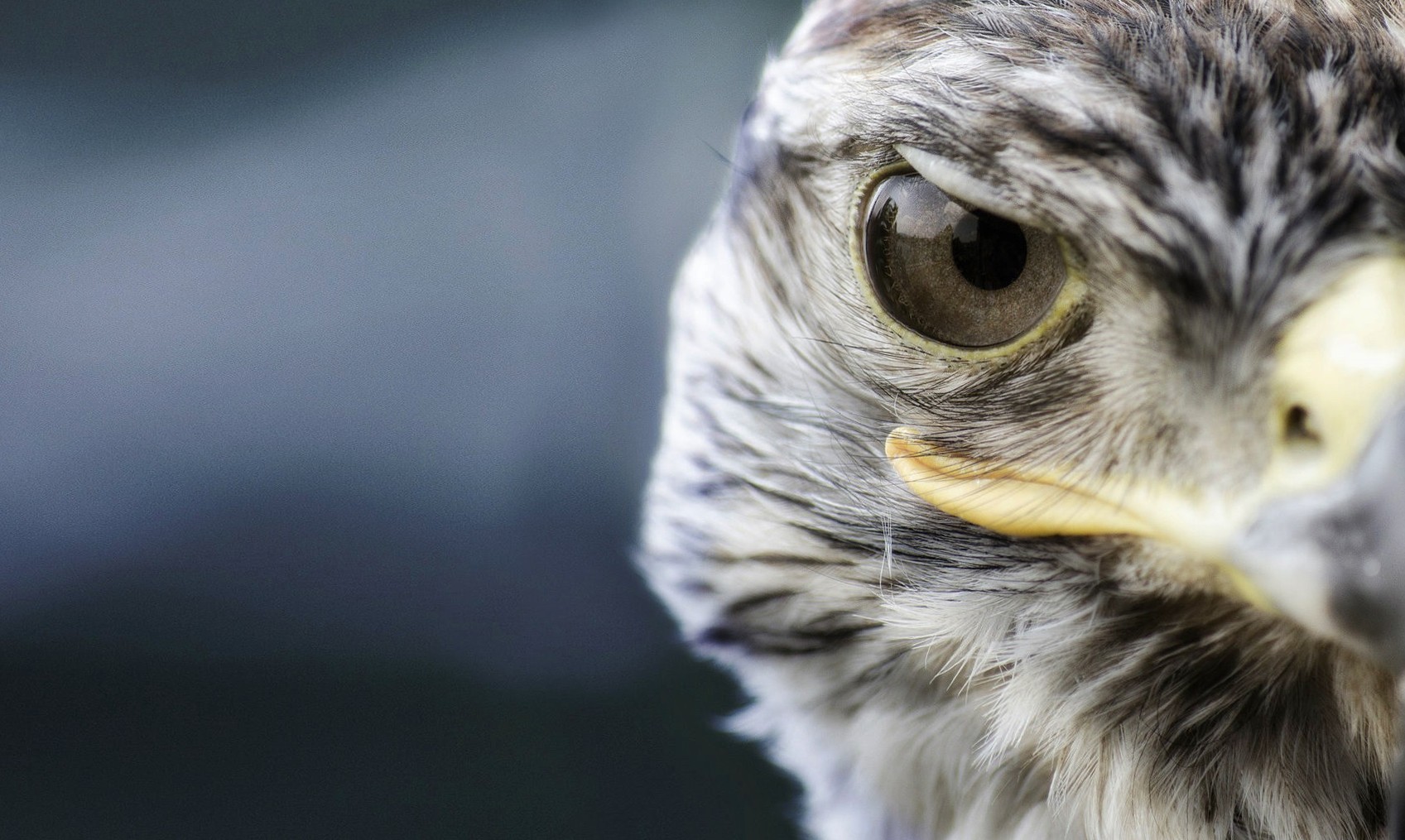 free animal wallpaper download,beak,bird,close up,bird of prey,peregrine falcon