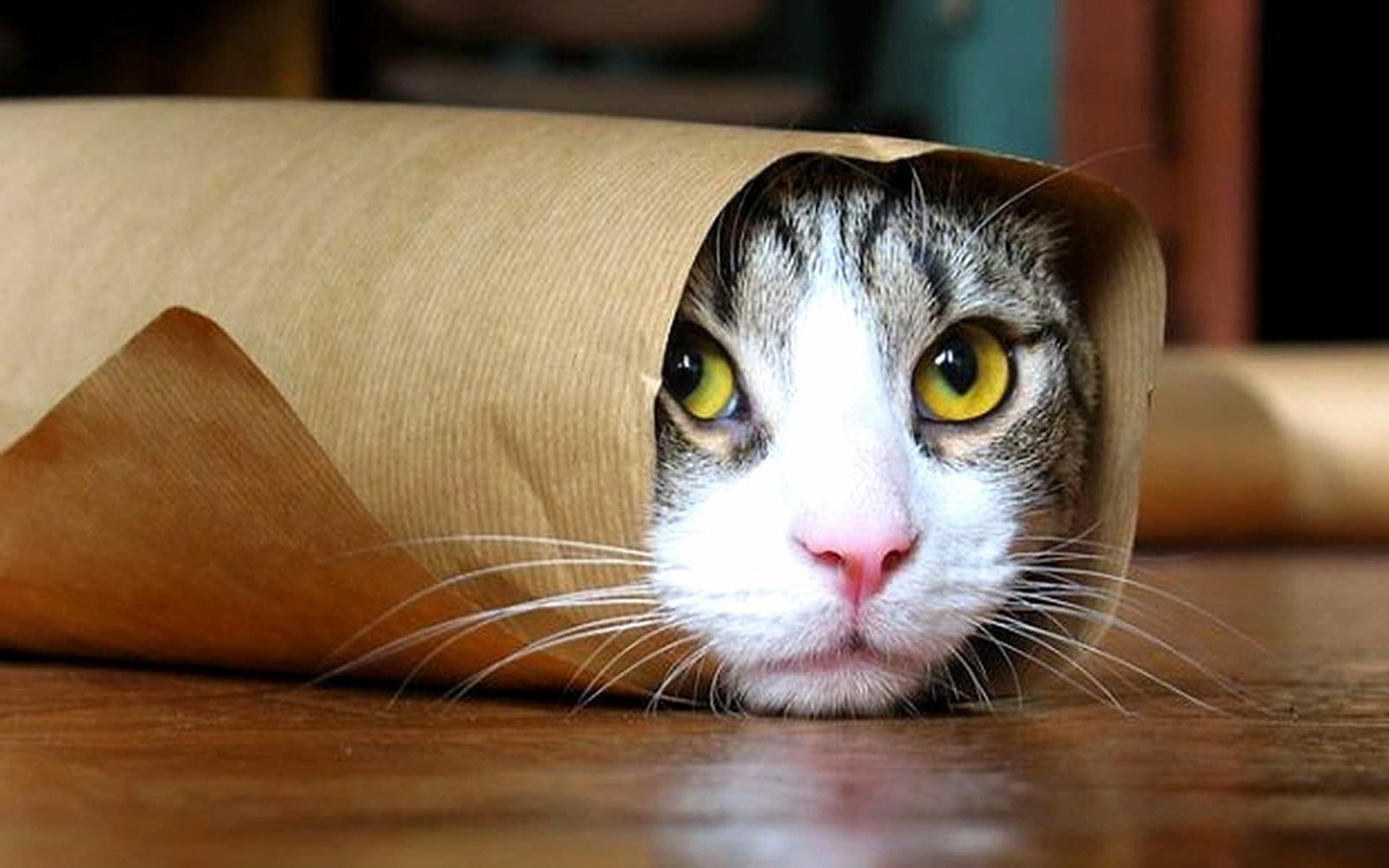 téléchargement de fond d'écran de chat,chat,moustaches,chats de petite à moyenne taille,félidés,museau