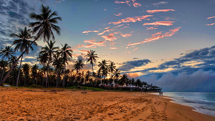 tapete surga,himmel,baum,natur,strand,palme