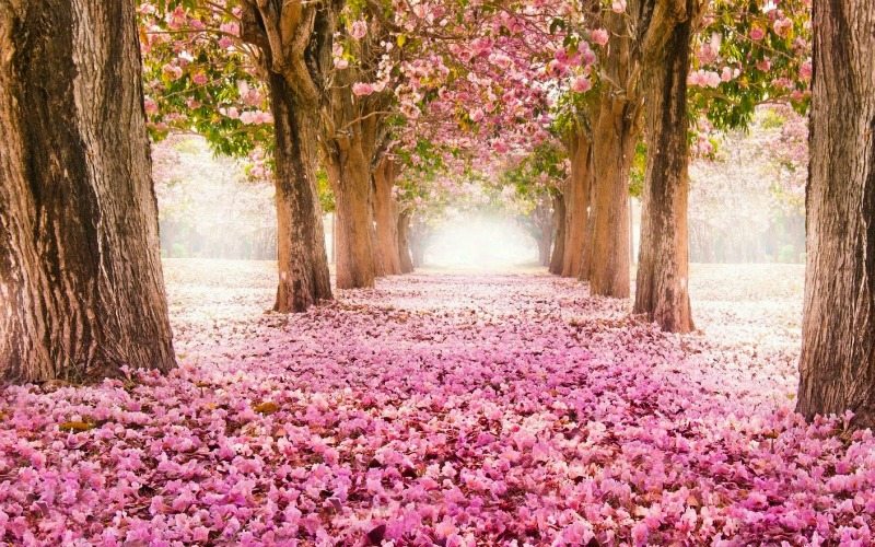 wallpaper surga,nature,natural landscape,tree,spring,pink