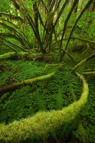 carta da parati surga,paesaggio naturale,natura,verde,albero,foresta