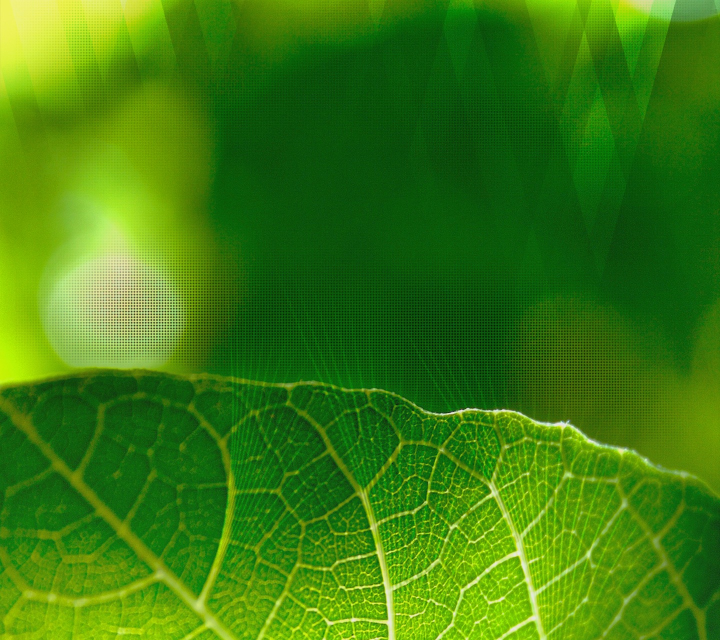 wallpaper resolusi tinggi,green,leaf,nature,macro photography,light