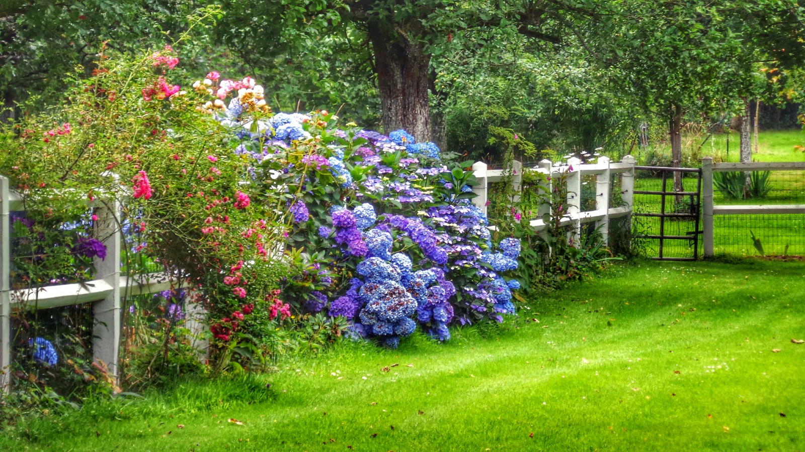 tapete taman,blume,blühende pflanze,pflanze,garten,hortensien