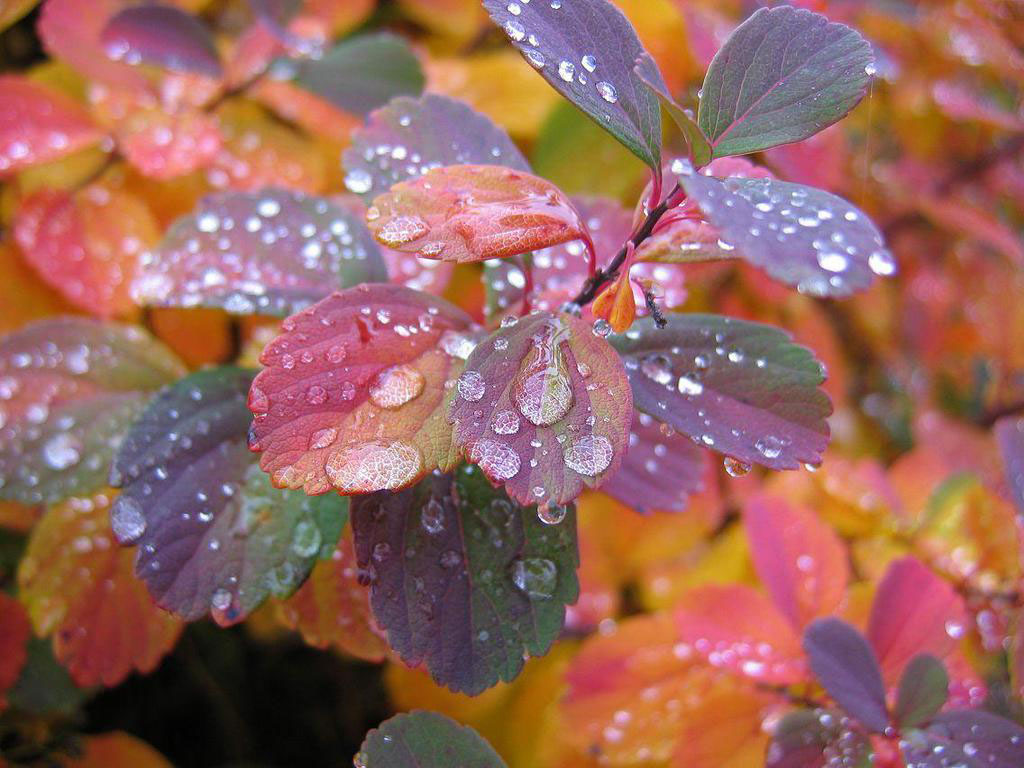 페이스 북의 아름다운 배경 화면,잎,물,이슬,꽃,식물