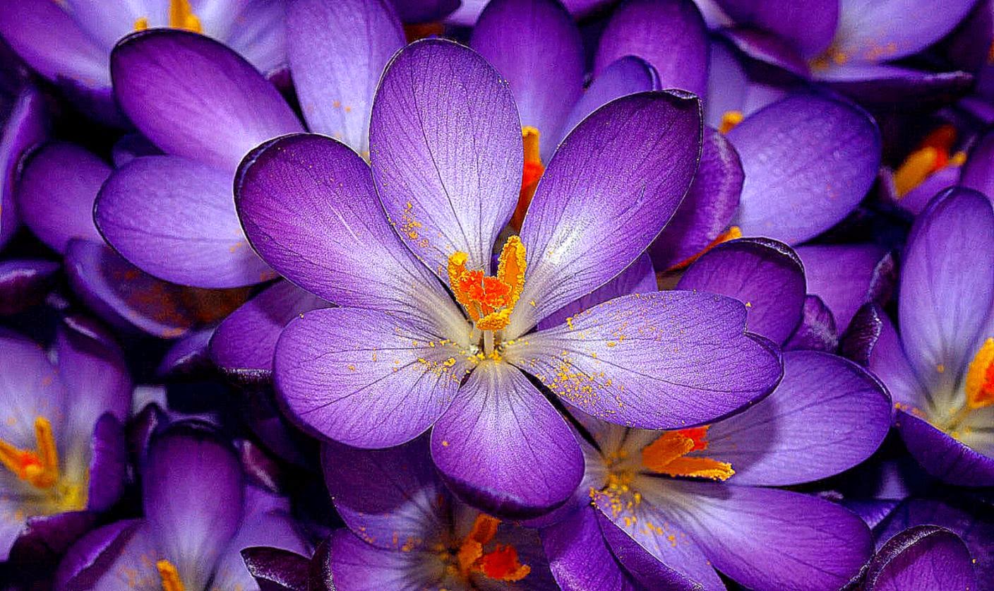 hermosos fondos de pantalla de facebook,flor,planta floreciendo,pétalo,planta,crocus cretense