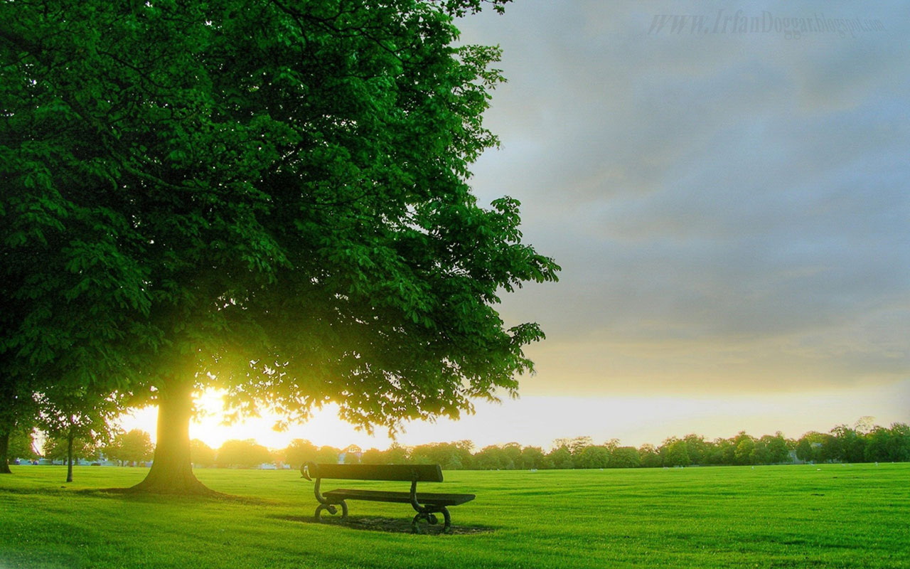 hermosos fondos de pantalla de facebook,verde,paisaje natural,naturaleza,cielo,árbol