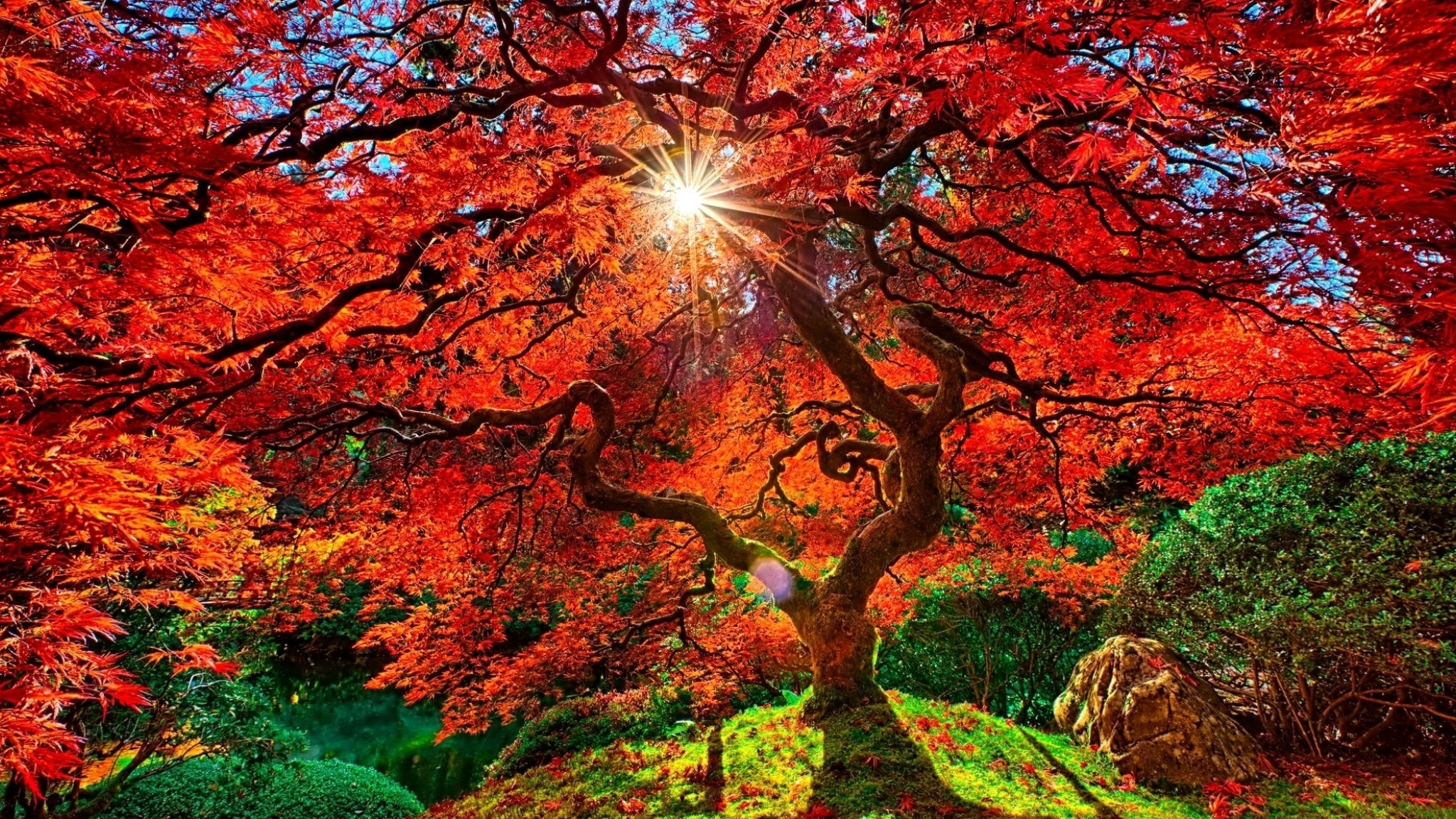 japan desktop wallpaper,natural landscape,tree,nature,leaf,red