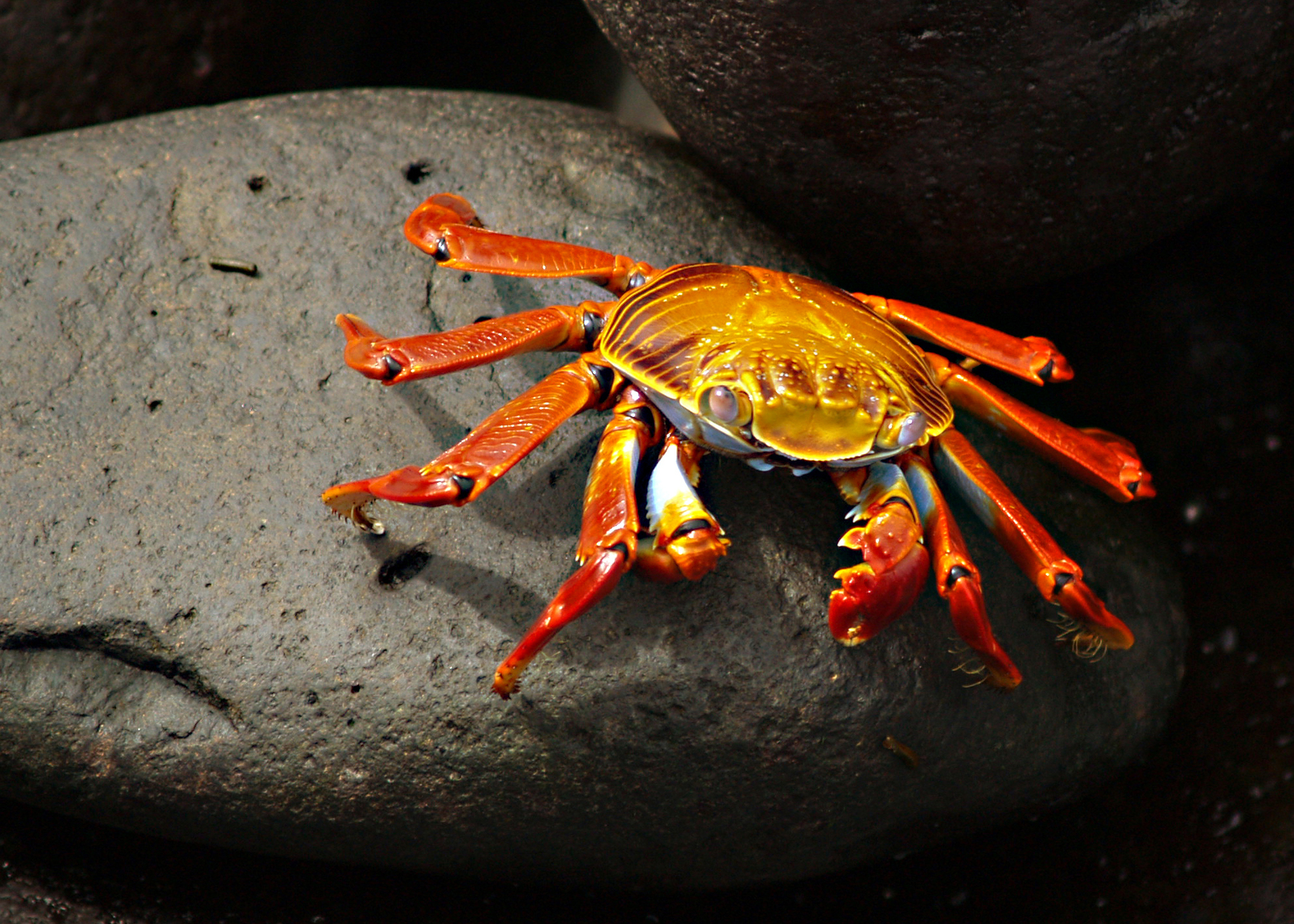 crab wallpaper,freshwater crab,crab,rock crab,dungeness crab,cancridae