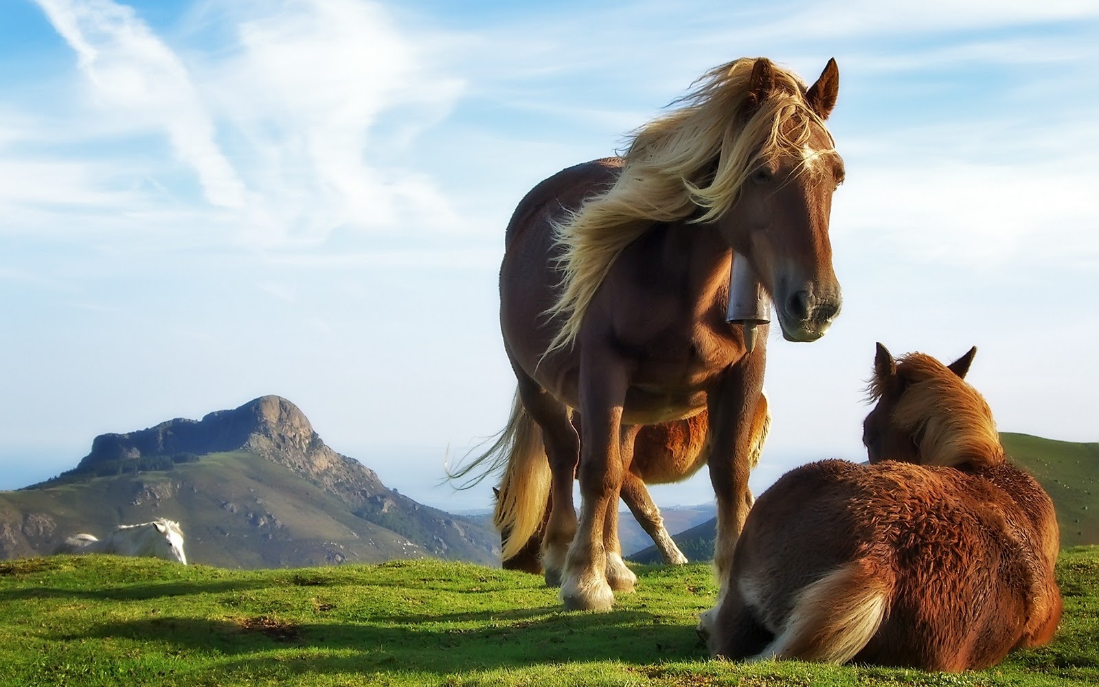 pferd desktop hintergrund,pferd,natürliche landschaft,mähne,mustangpferd,wiese