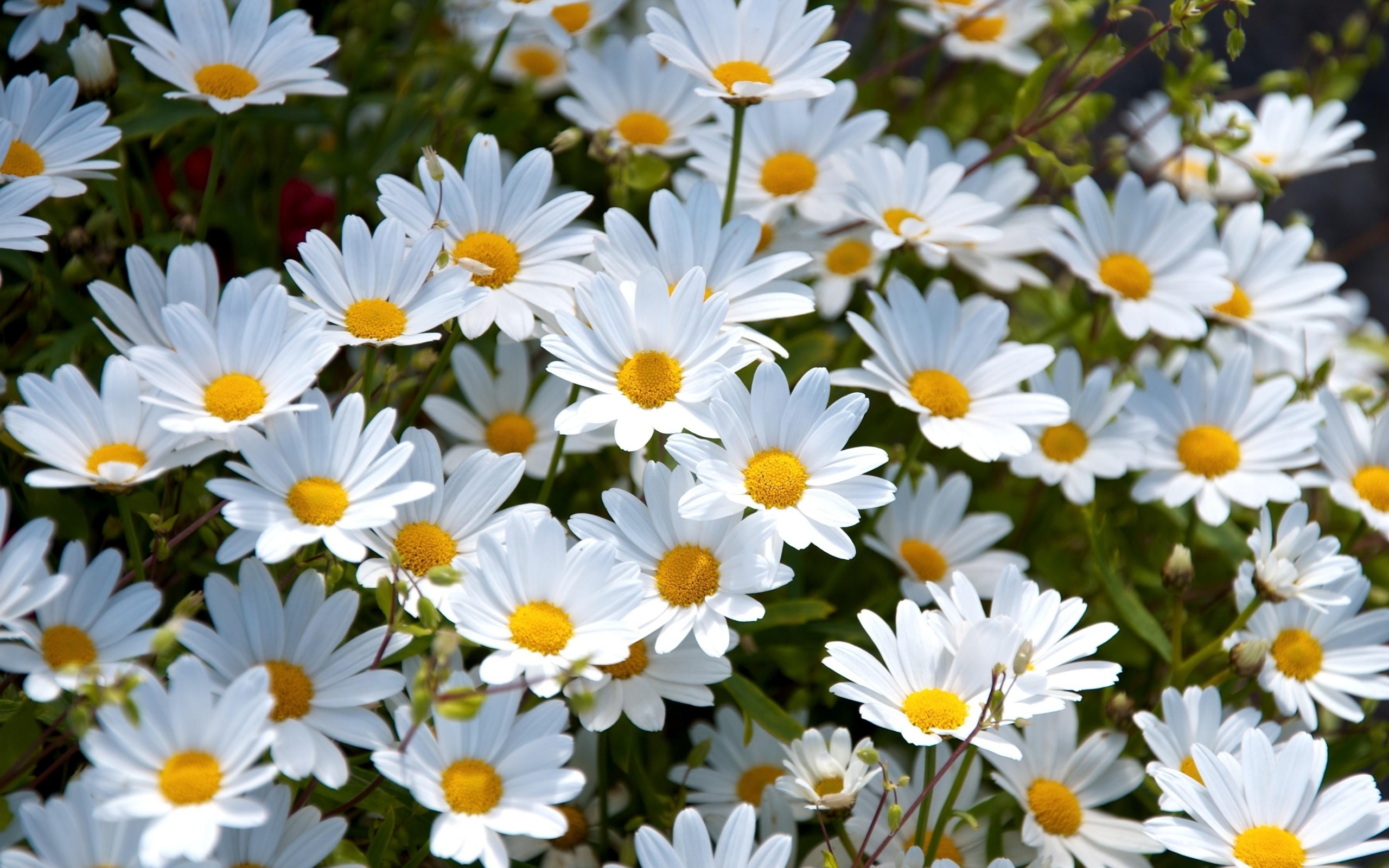 fond d'écran fleur de marguerite,fleur,marguerite oxeye,plante à fleurs,marguerite,marguerite marguerite