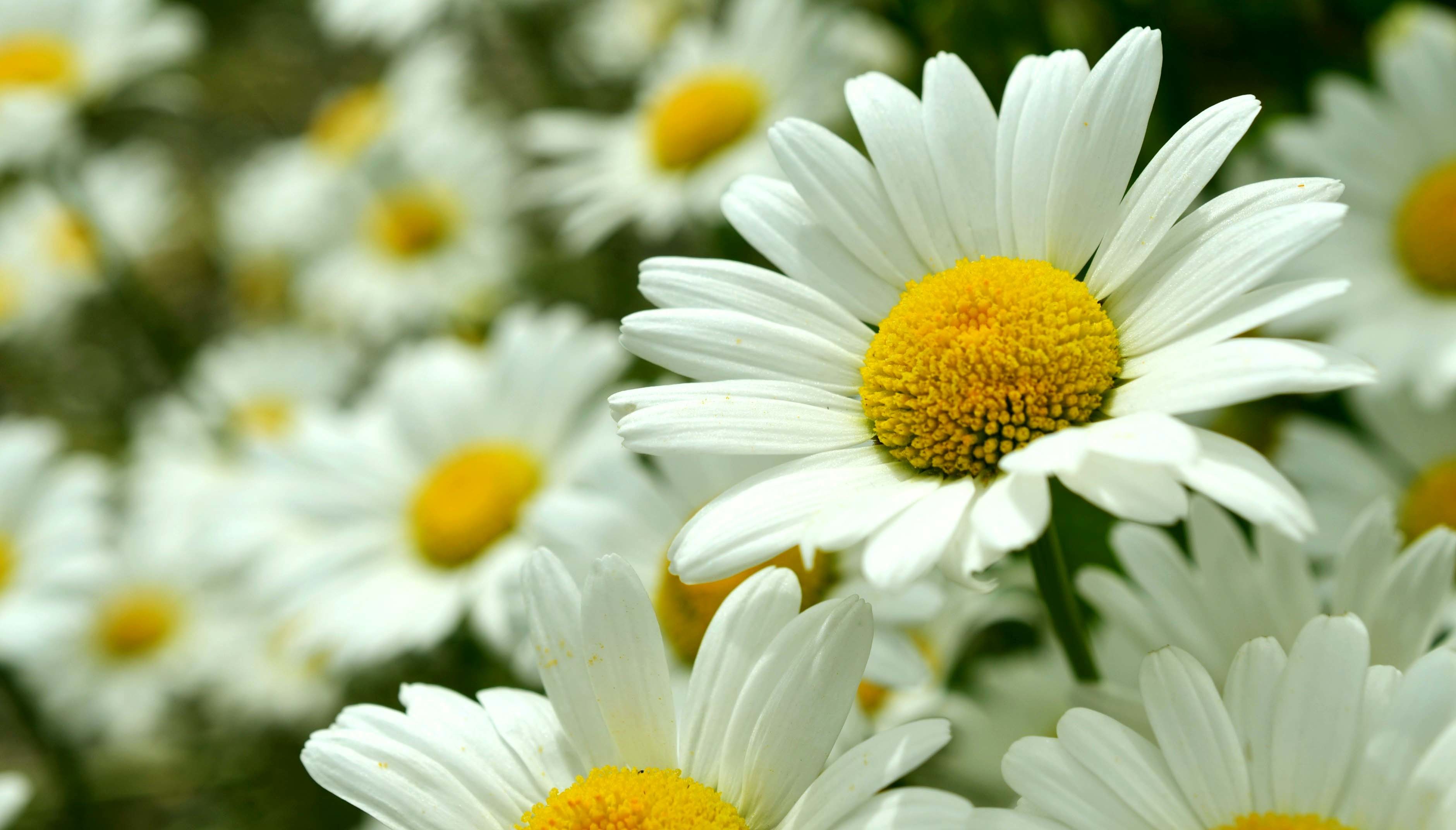 daisy flower wallpaper,flower,oxeye daisy,flowering plant,marguerite daisy,daisy