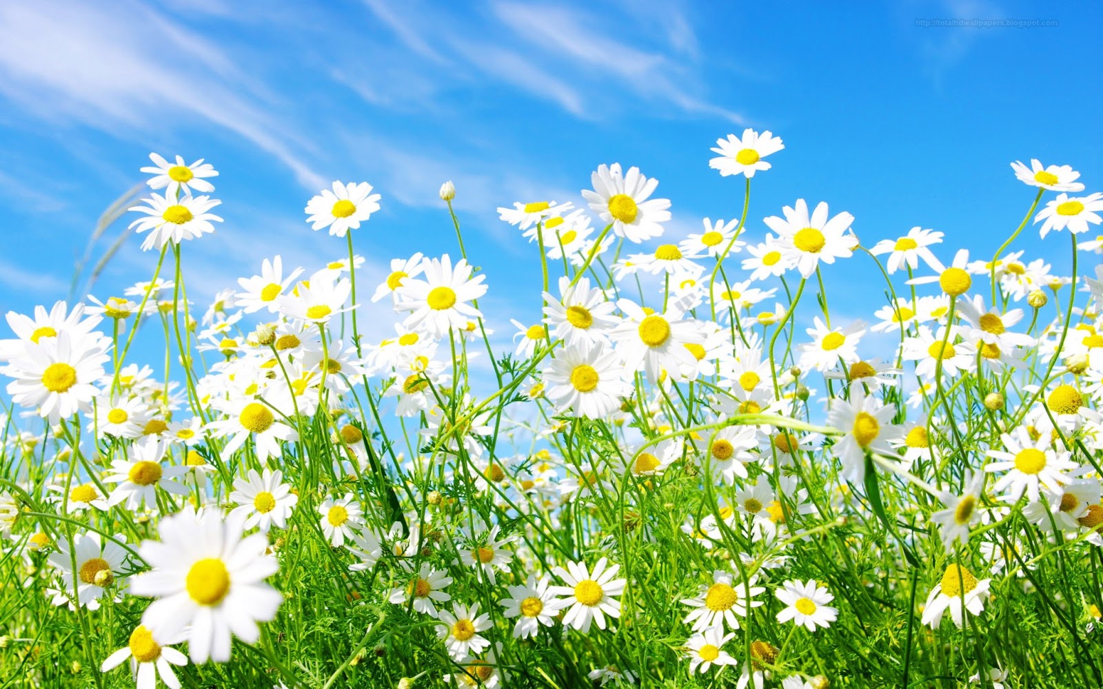 daisy flower wallpaper,flower,flowering plant,daisy,mayweed,plant