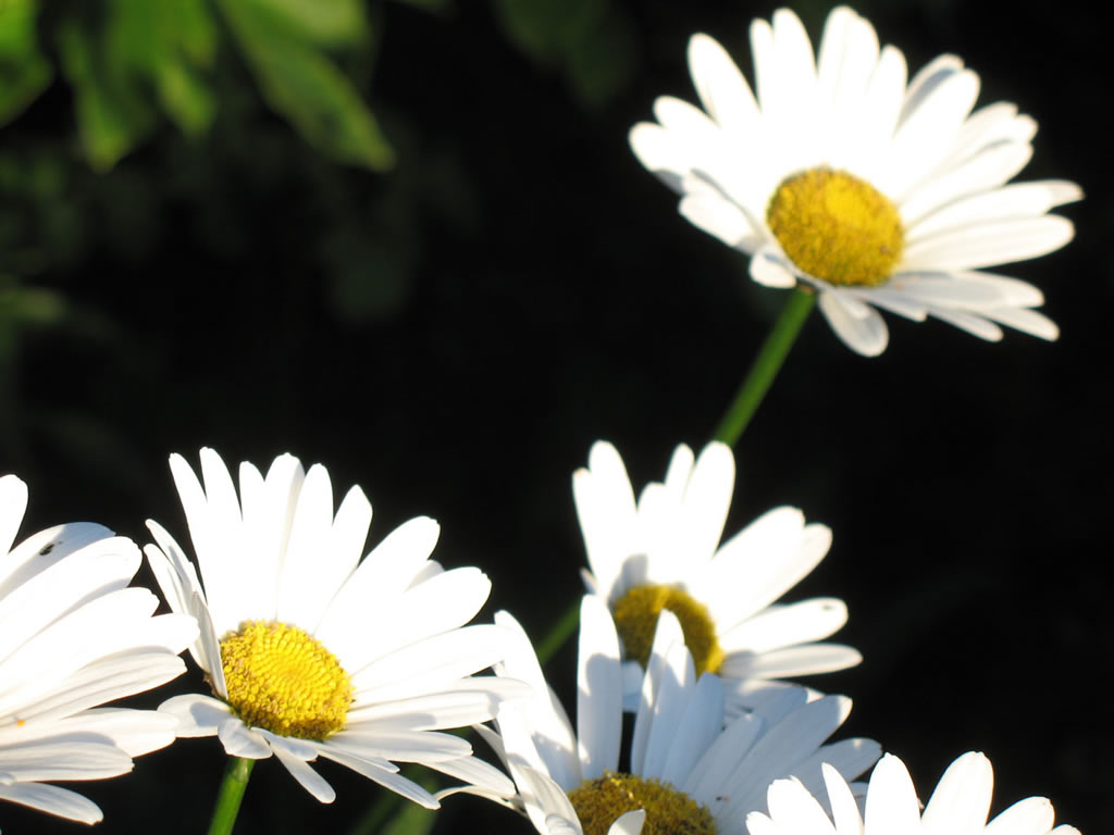 daisy flower wallpaper,flower,daisy,oxeye daisy,flowering plant,marguerite daisy