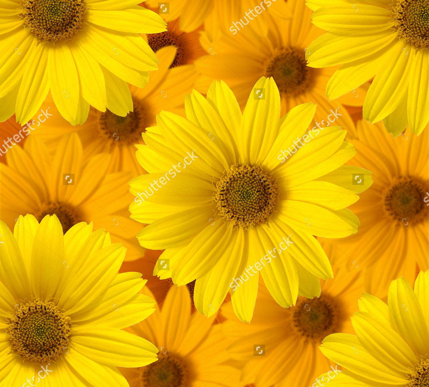 デイジーの花の壁紙,花,開花植物,黄,花弁,工場