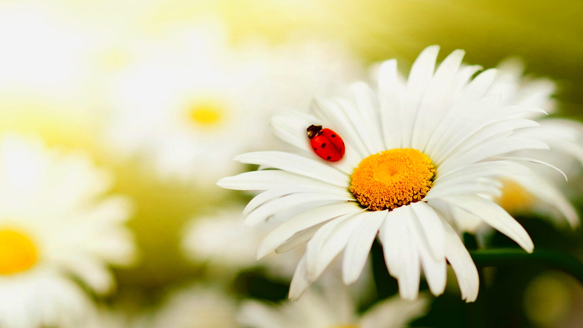 gänseblümchen blumentapete,blume,natur,ochsenauge gänseblümchen,weiß,gänseblümchen