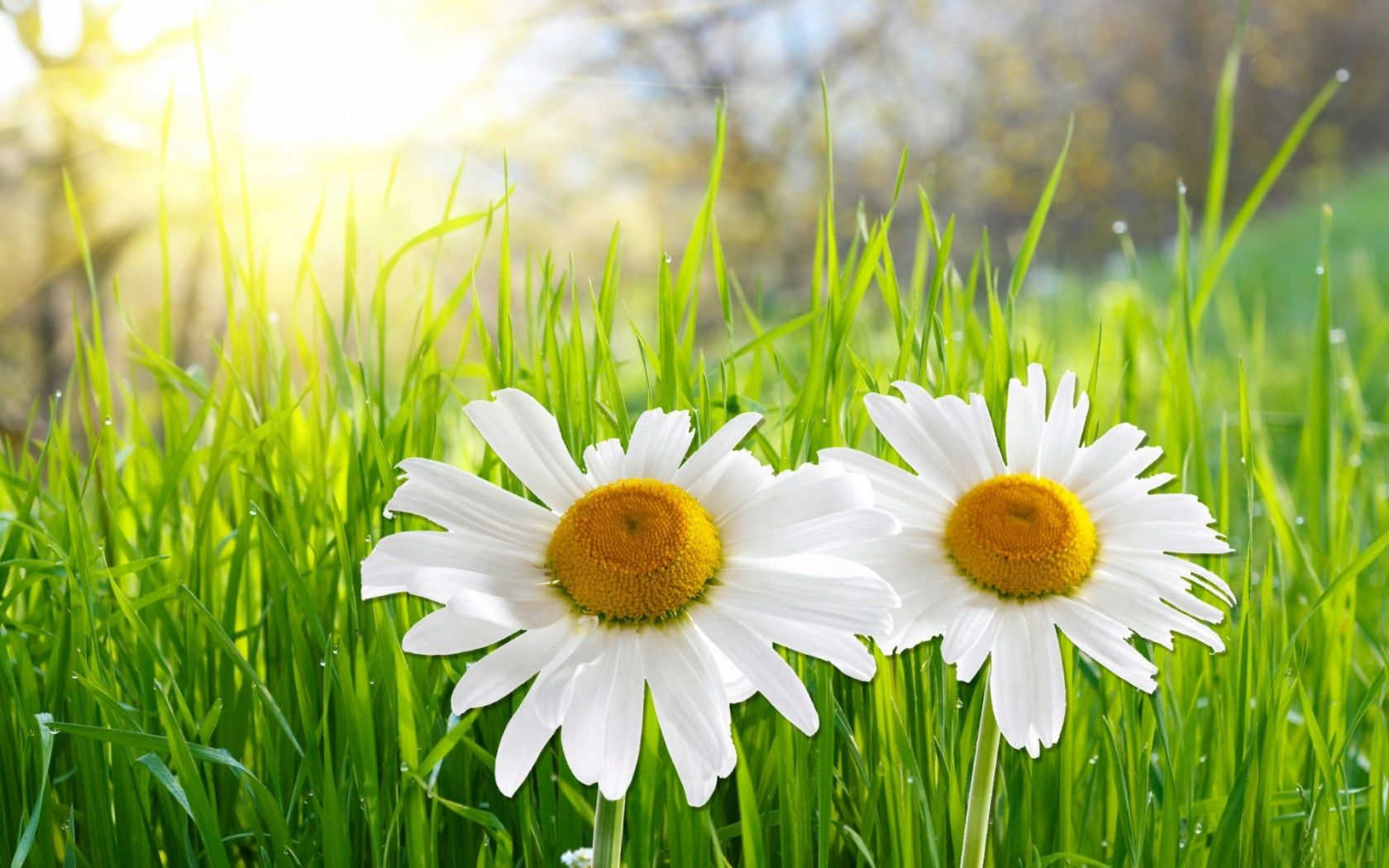 carta da parati fiore margherita,margherita,fiore,oxeye daisy,margherita,camomilla