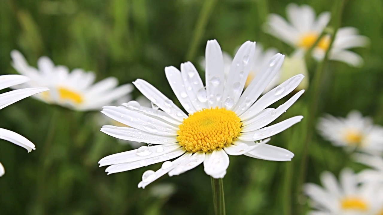 daisy flower wallpaper,flower,oxeye daisy,flowering plant,daisy,mayweed