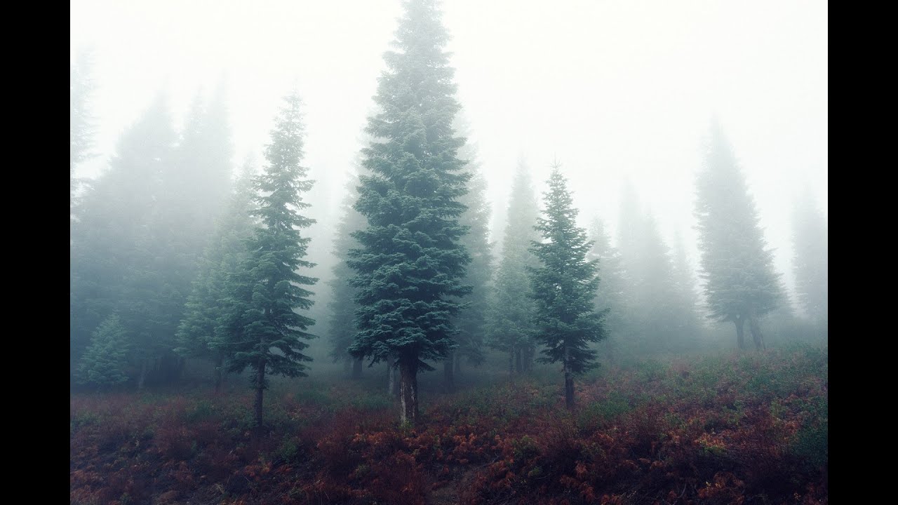 fond d'écran sans droits d'auteur,arbre,brouillard,brouillard,la nature,épinette noire à feuilles courtes