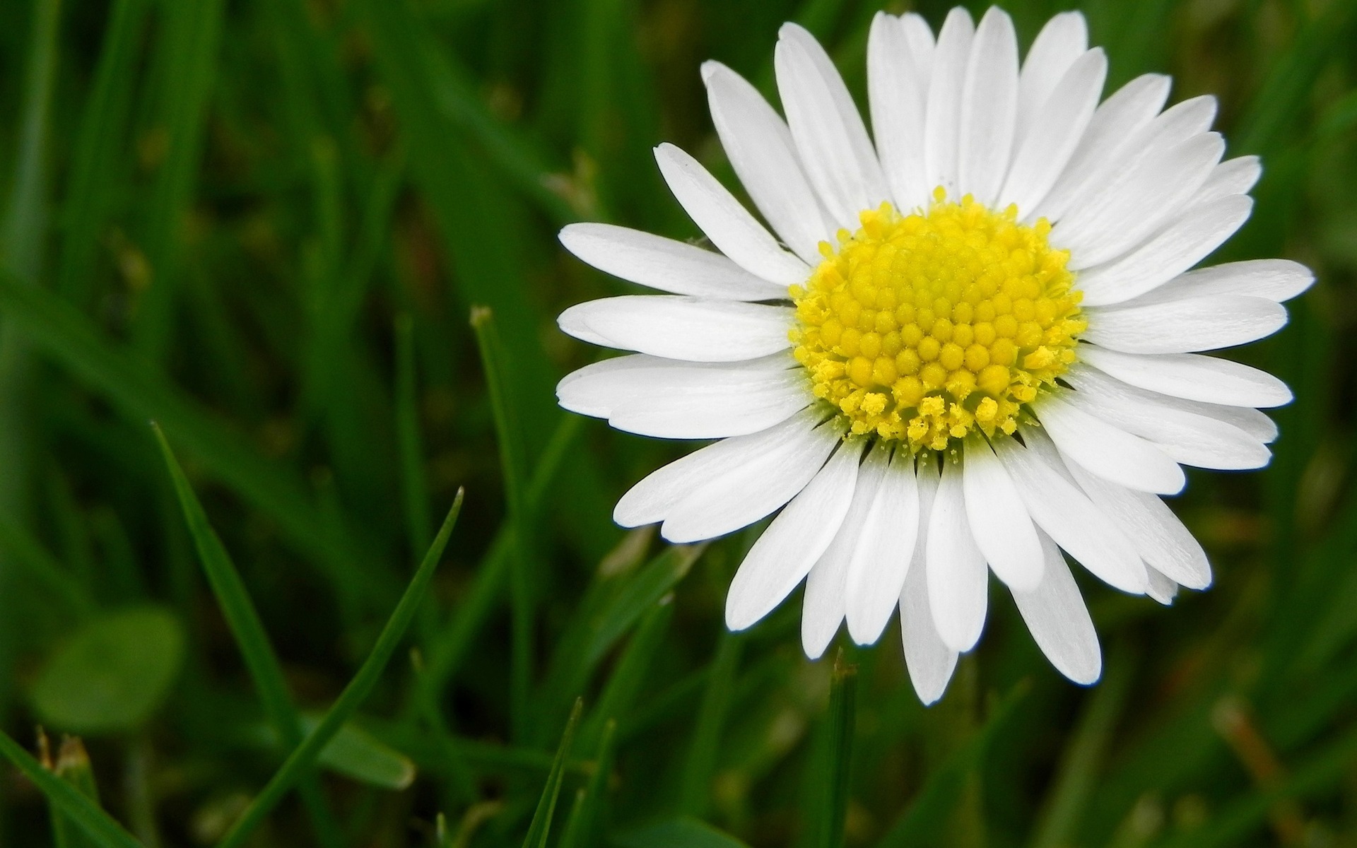 daisy flower wallpaper,flower,flowering plant,daisy,oxeye daisy,petal