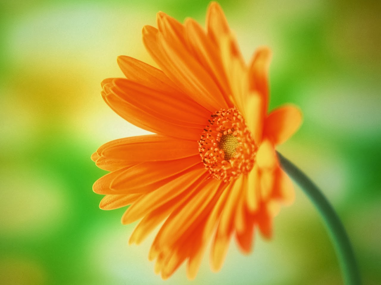 daisy flower wallpaper,flower,petal,orange,barberton daisy,nature