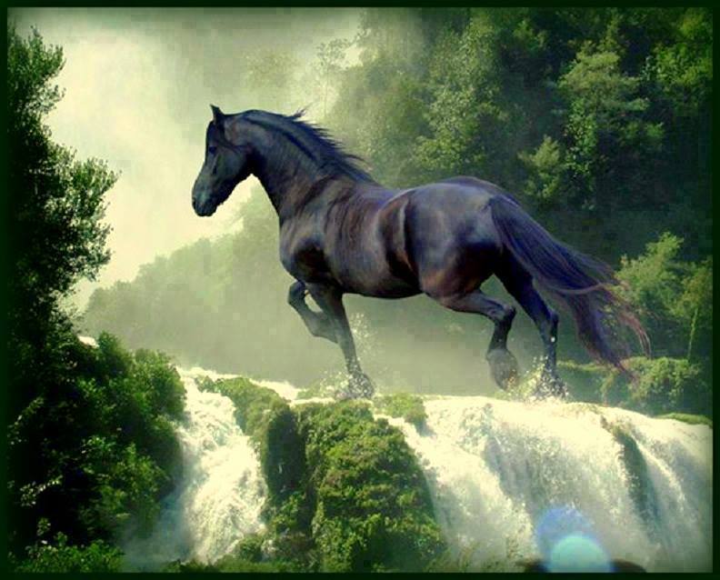 クールな馬の壁紙,うま,自然,たてがみ,自然の風景,種馬
